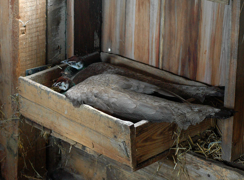 dog-and-chickens-009