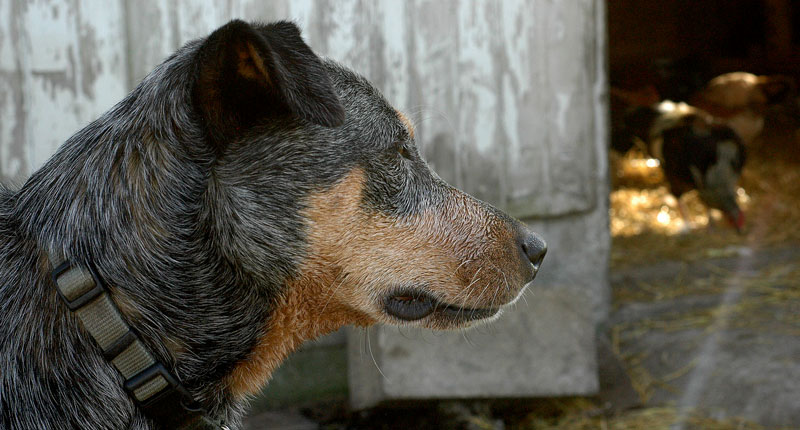 dog-and-chickens-056