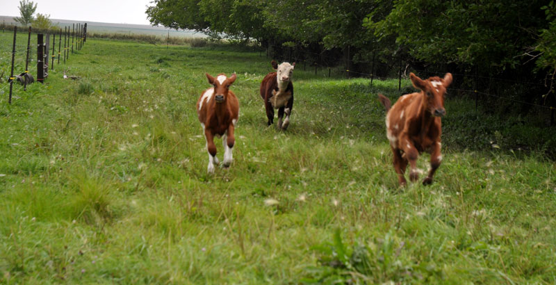 on the left is Aunty Del, she is an Ayrshire and will grow up to be another milk cow. sept '14