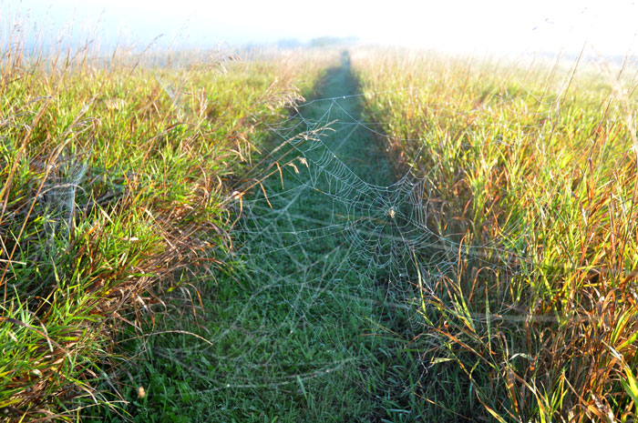 spiders web in path