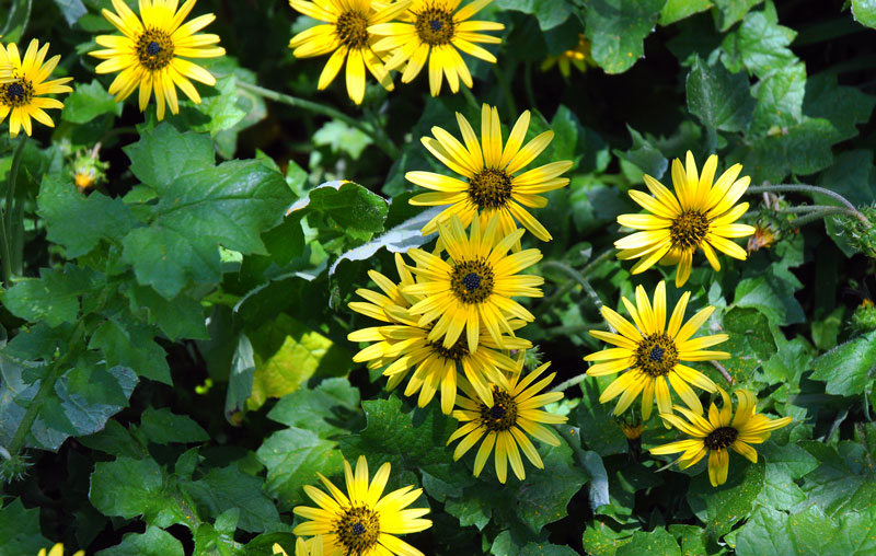 flowers-of-new-Zealand-001