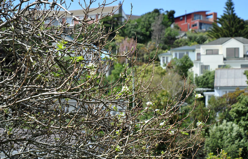 flowers-of-new-Zealand-014