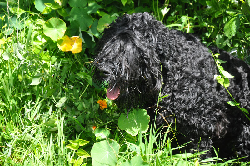 flowers-of-new-Zealand-024