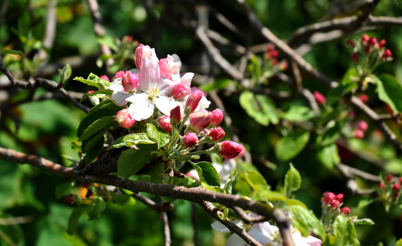 flowers-of-new-Zealand-037