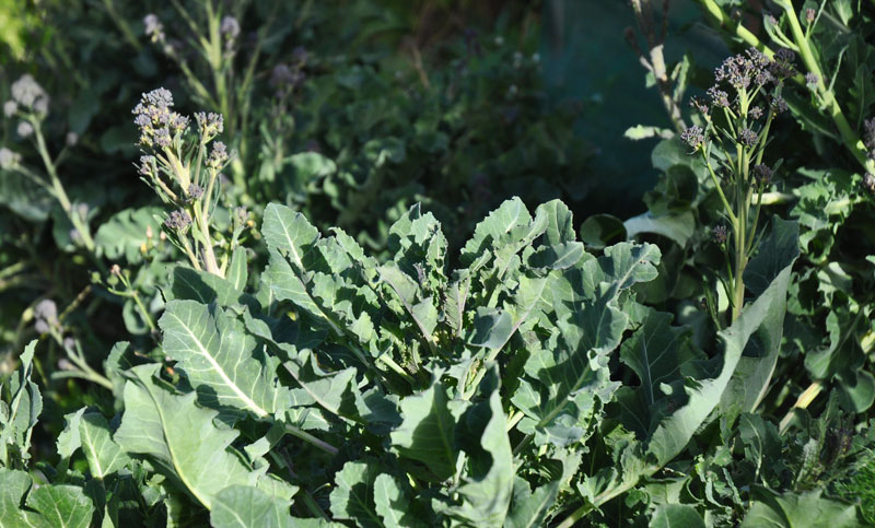 gardens-and-supermarkets-00