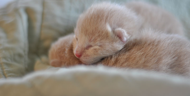 kittens-5-009