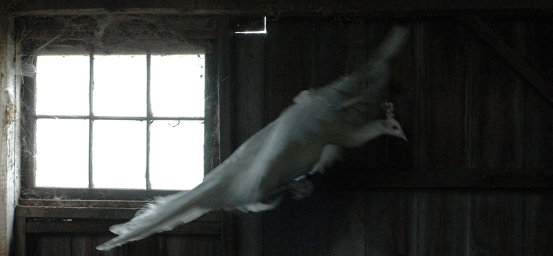 seeing-what-you-want-004