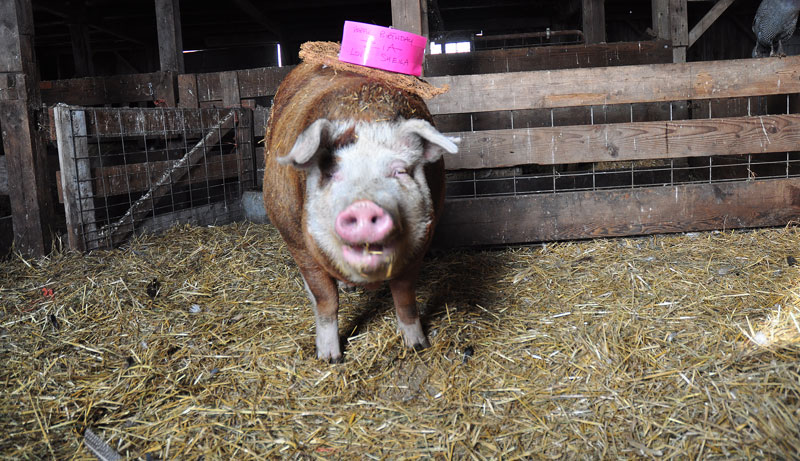 Happy Birthday –&nbsp;Zia