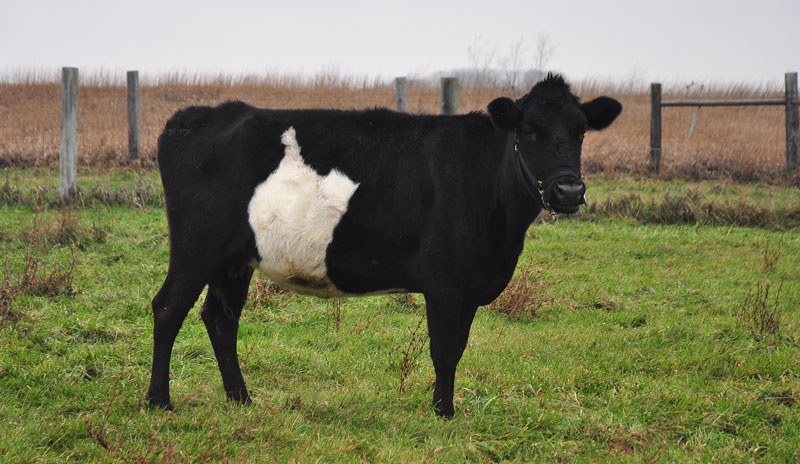 dutch belted cow