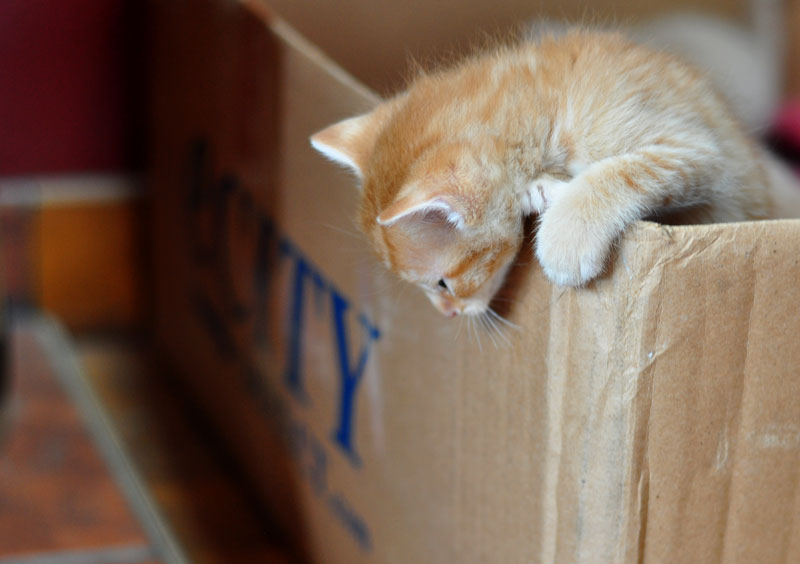 Custard Squares –&nbsp;Thank-Fully