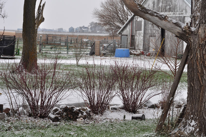 dutch-belted-cow-002