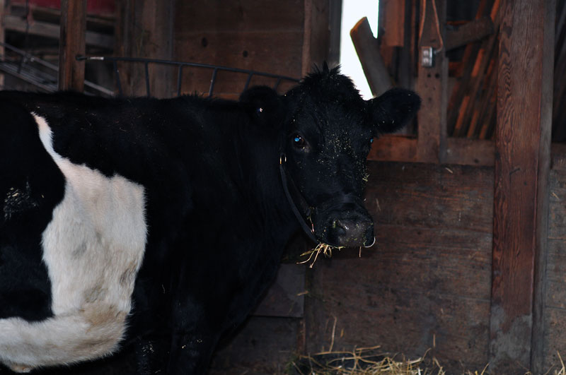 dutch-belted-cow-011