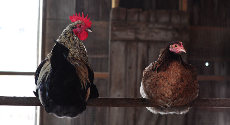 dutch-belted-cow-018