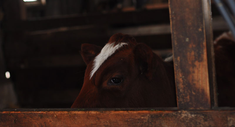 dutch-belted-cow-044