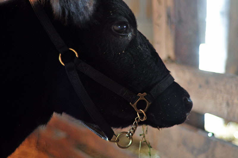 dutch-belted-cow-045