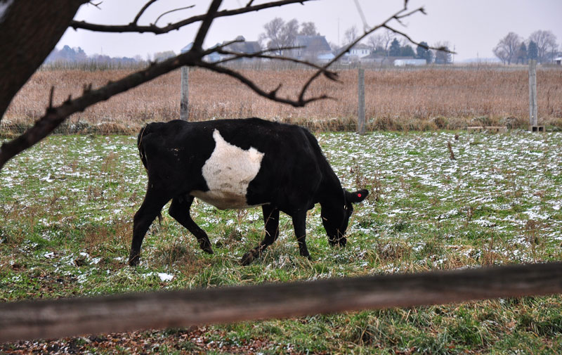 dutch-belted-cow-057