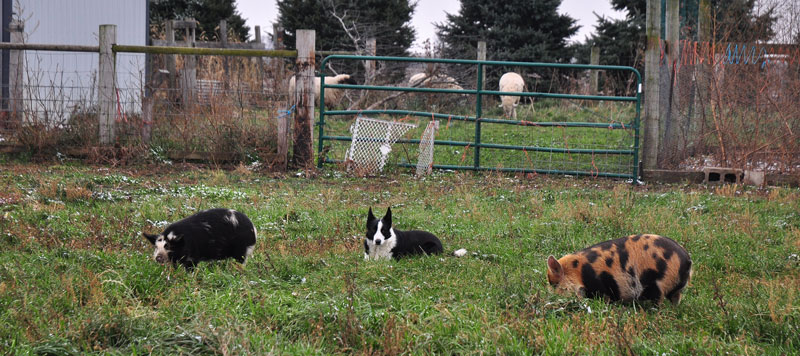 dutch-belted-cow-080