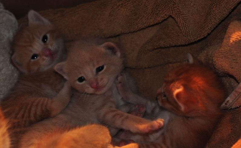 kittens-again-002
