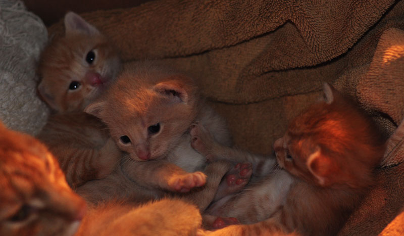 kittens-again-003
