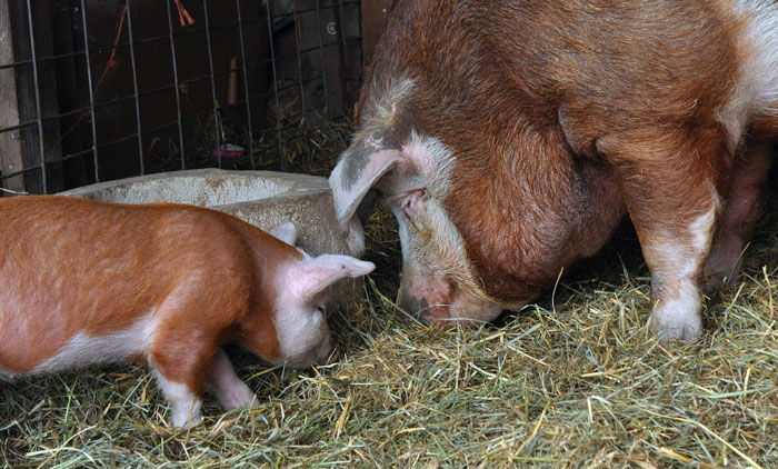 sheila-and-poppy-018