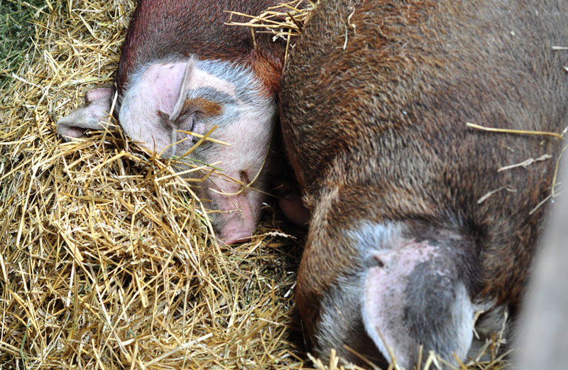 pigs sleeping