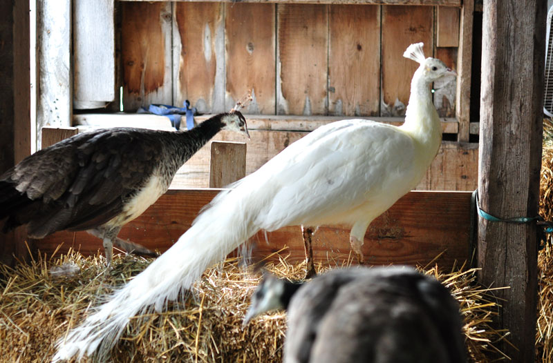 peahens and peacocks