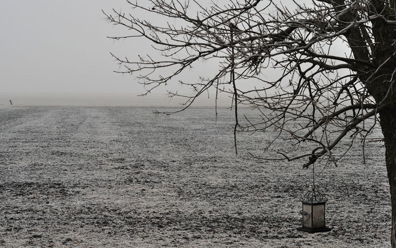 kittens-and-pigs-003