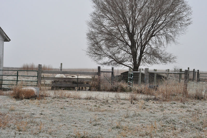 kittens-and-pigs-005