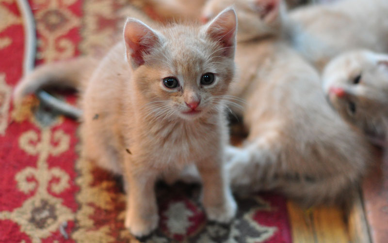 kittens-and-pigs-010