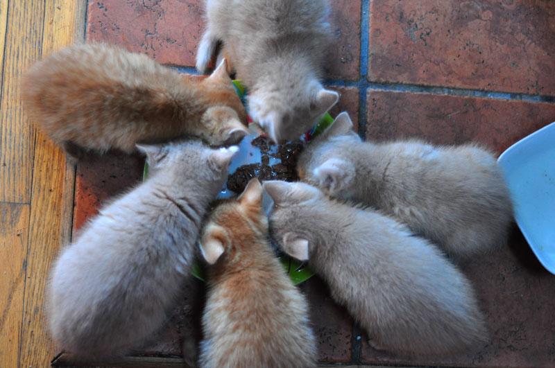 kittens