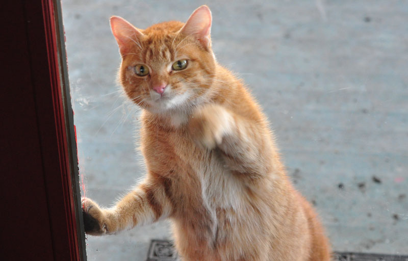 mad cat