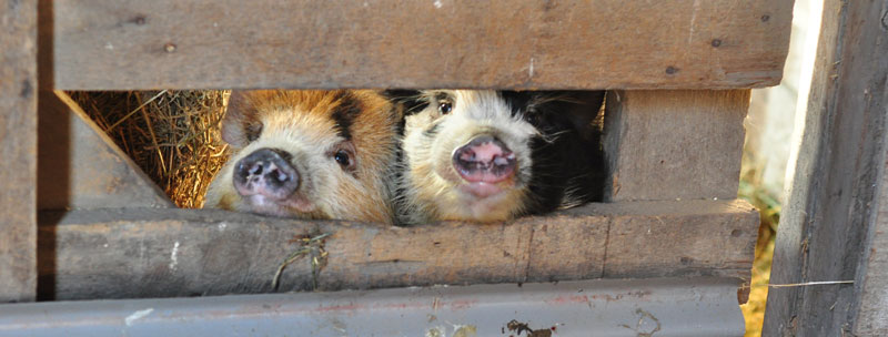 kunekune pigs