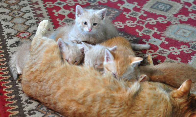 kittens nursing