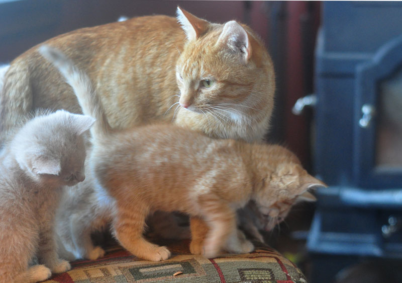 kittens and mother