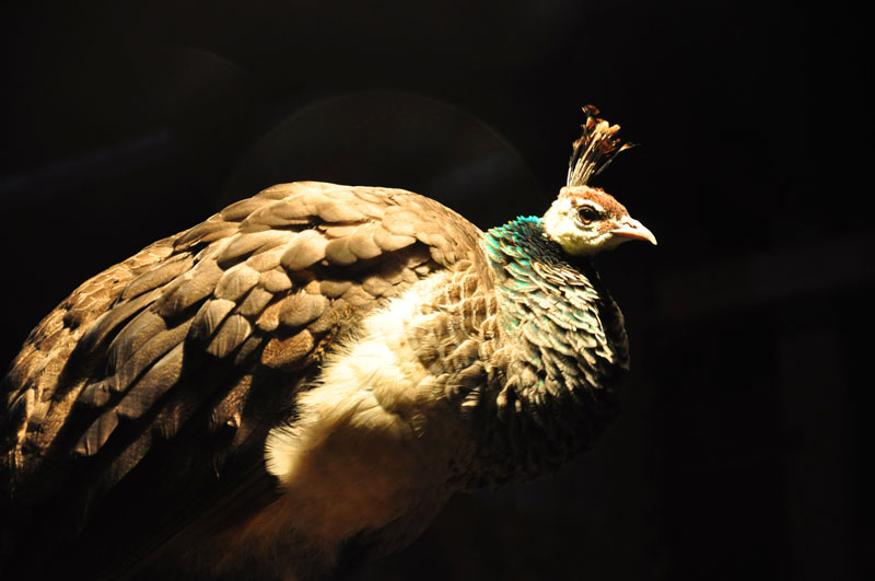 peacock-067
