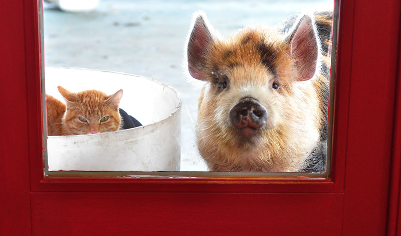 kunekune pig and cat