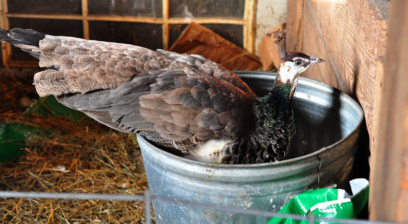 piggie-in-the--middle-017