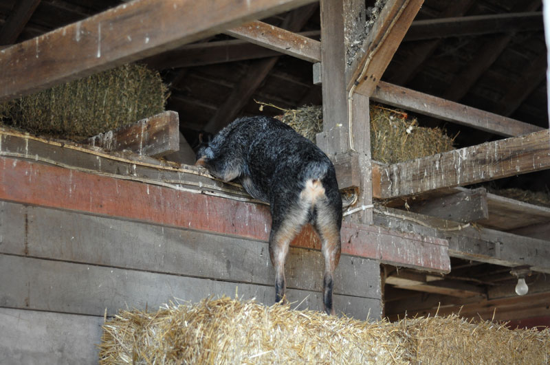 dog in barn
