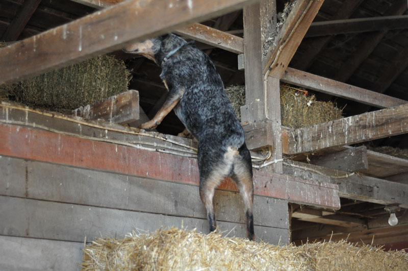 piggie-in-the--middle-043