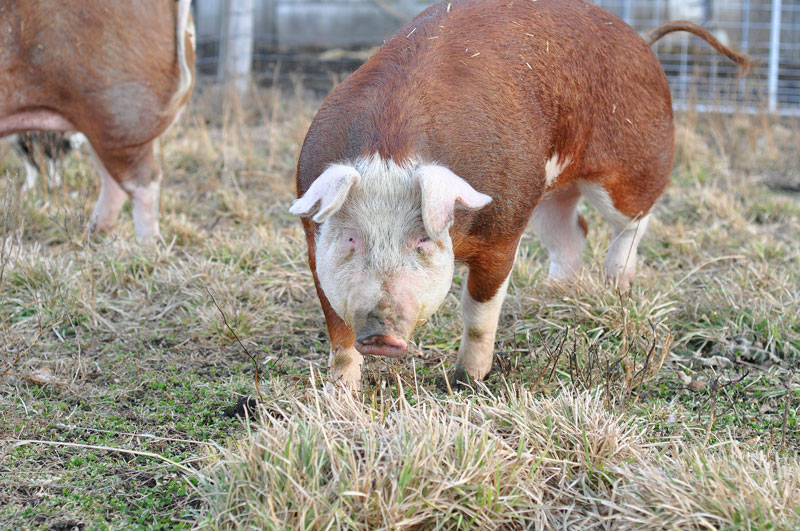 piggie-in-the--middle-067