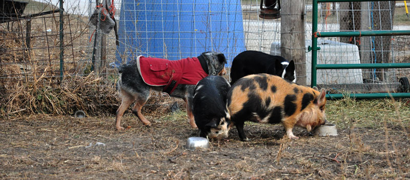kunekune