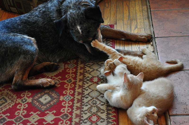 dog and kittens