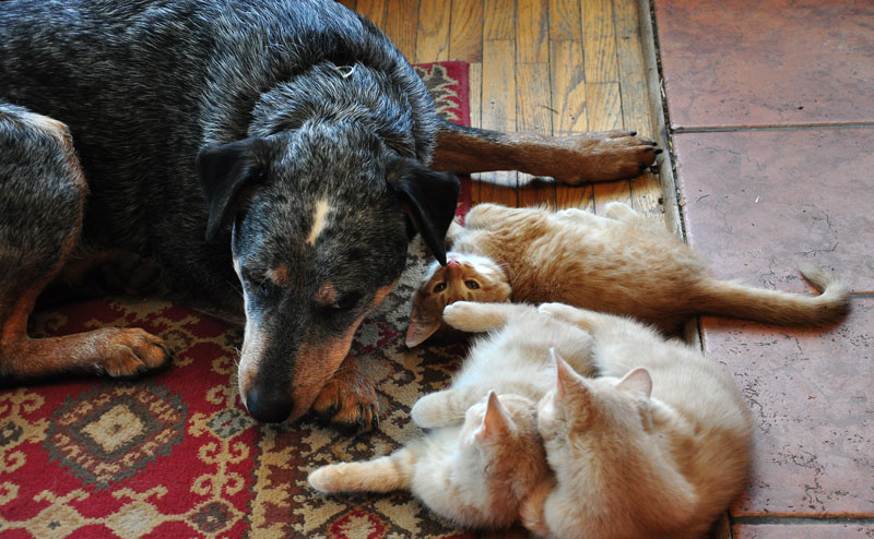 dog and kittens