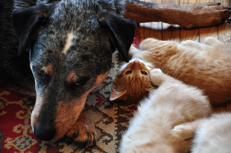 dog and kittens