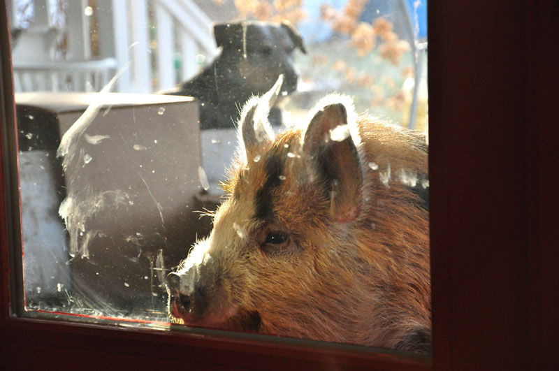 cold-process-soap-456