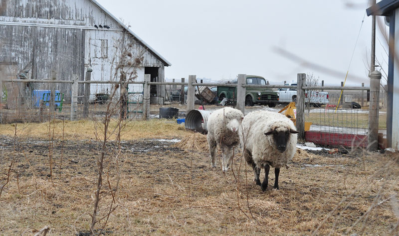 dutch-belted-cow-005