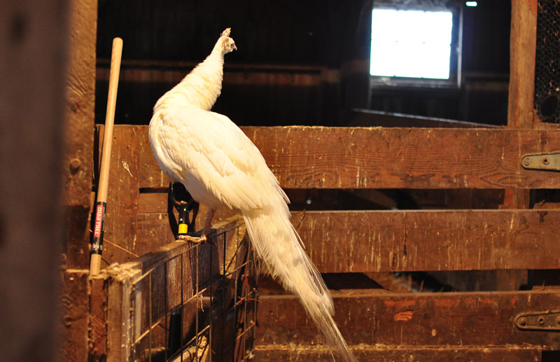 dutch-belted-cow-016