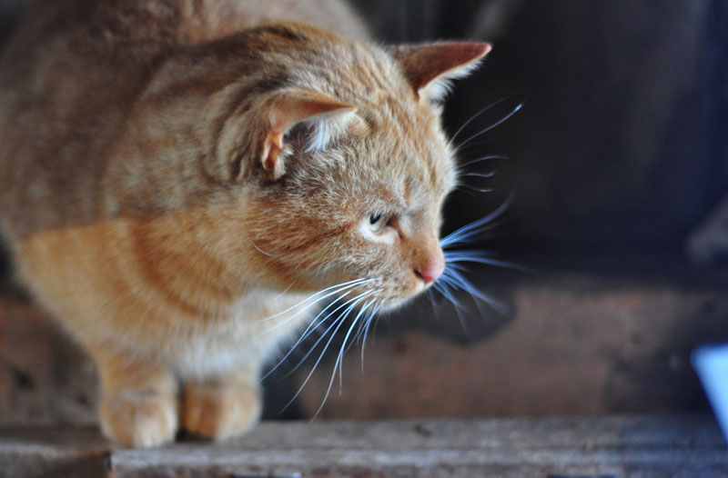 dutch-belted-cow-020