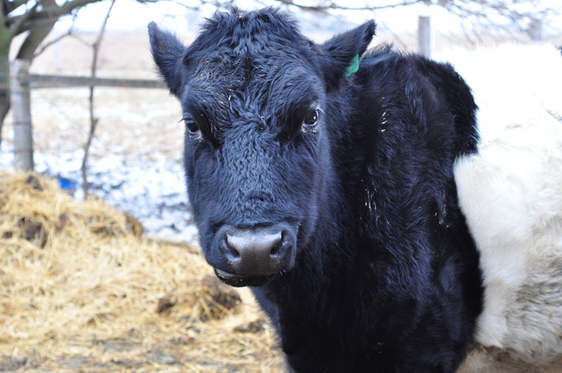 dutch-belted-cow-024