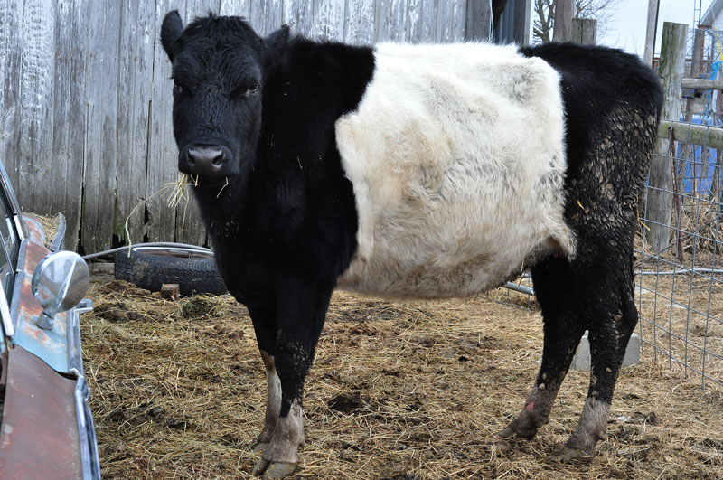 dutch belted cows